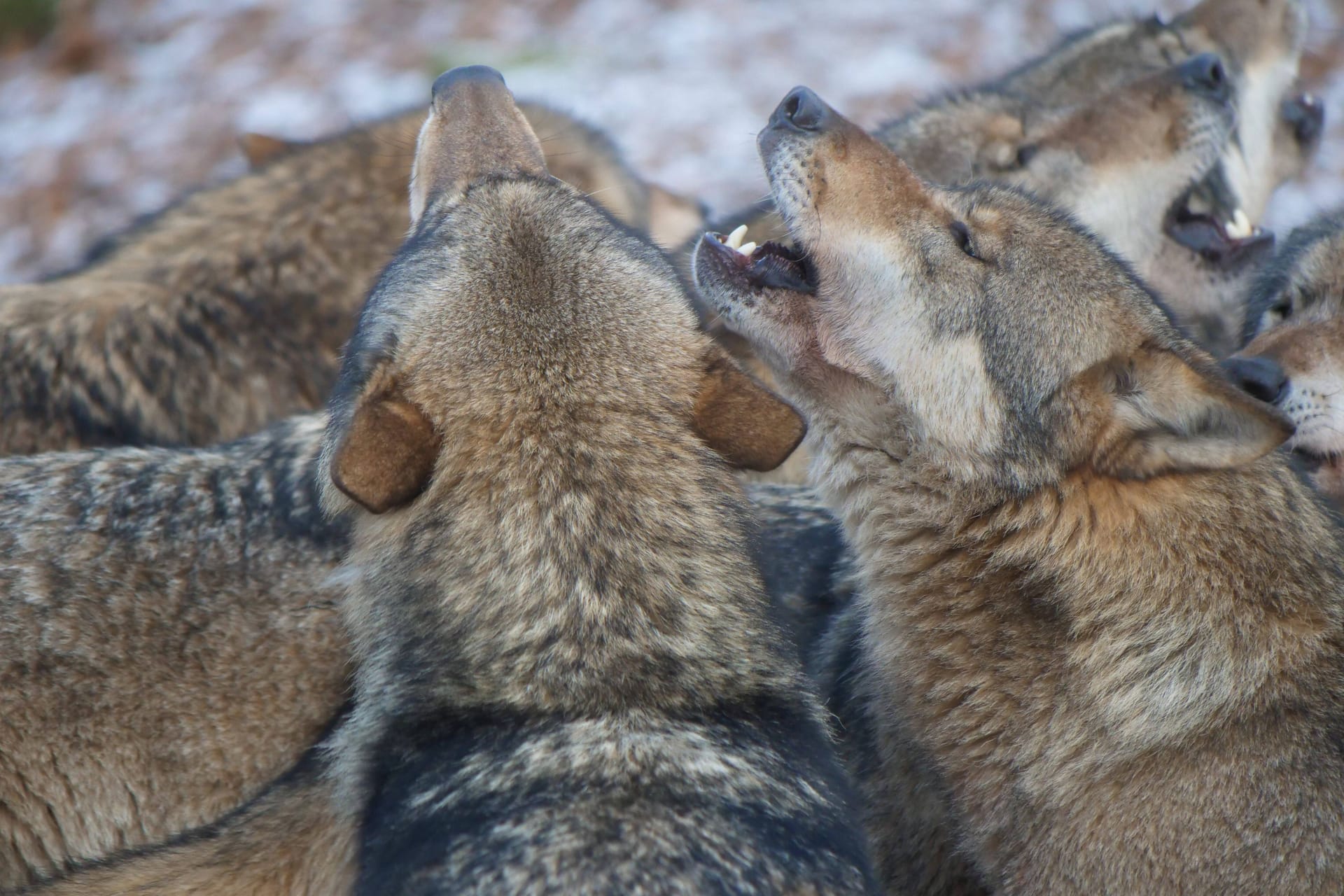 Europäische Grauwölfe im Rudel (Archivbild): Bayerns stellvertretender Ministerpräsident fordert die Ausweitung der Abschüsse der Tiere.