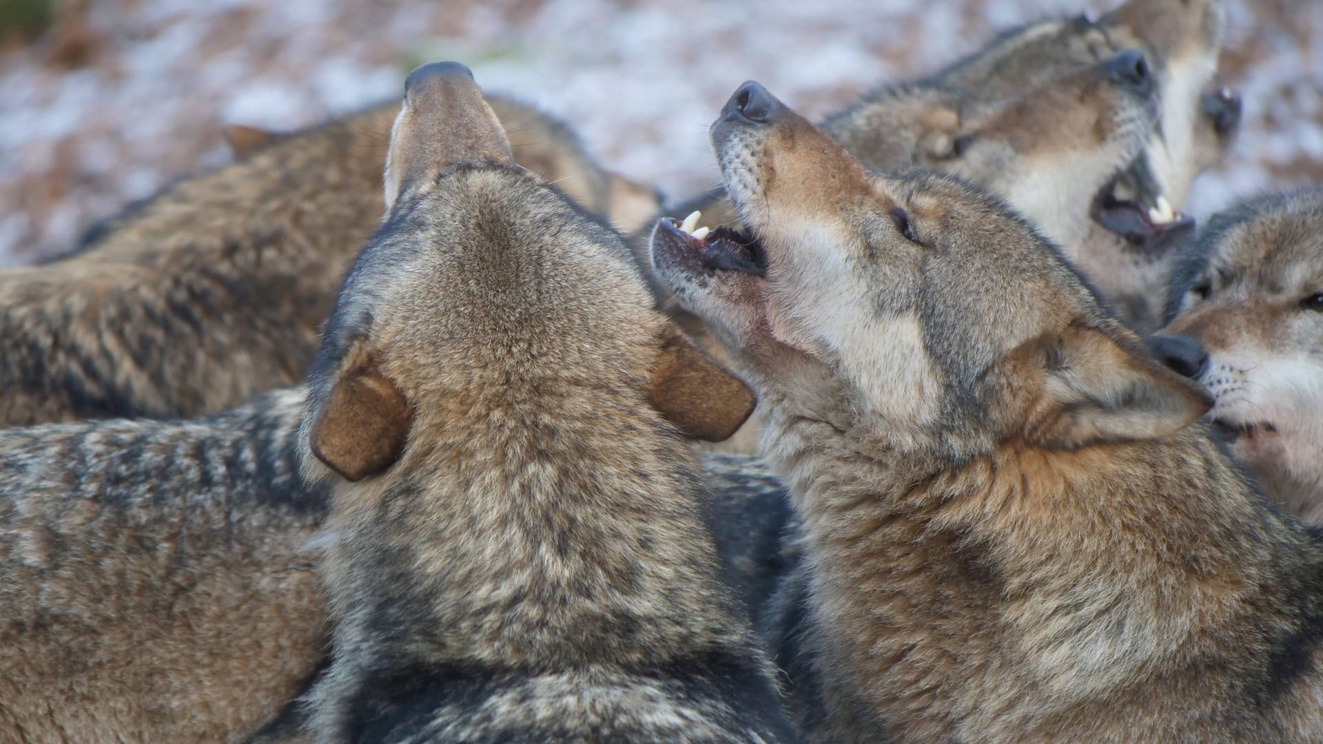 Europäische Grauwölfe im Rudel (Archivbild): Bayerns stellvertretender Ministerpräsident fordert die Ausweitung der Abschüsse der Tiere.