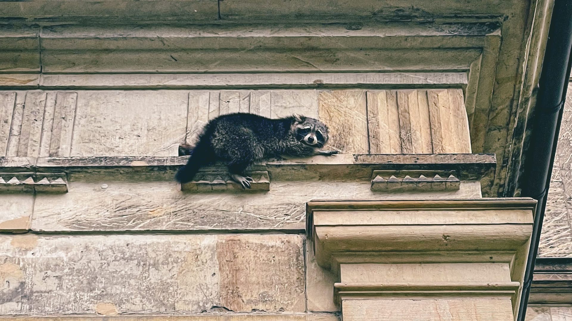 Waschbär auf dem Fenstersims: Das Tier konnte sich aus der Höhe nicht mehr selbstständig befreien.