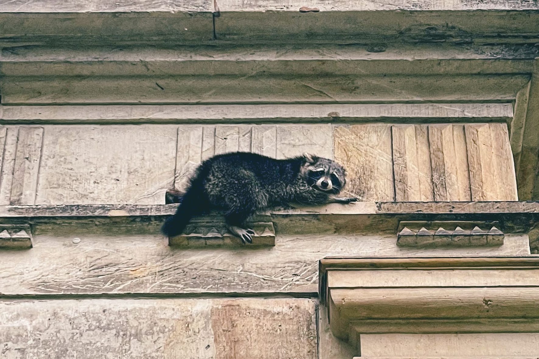 Waschbär auf dem Fenstersims: Das Tier konnte sich aus der Höhe nicht mehr selbstständig befreien.