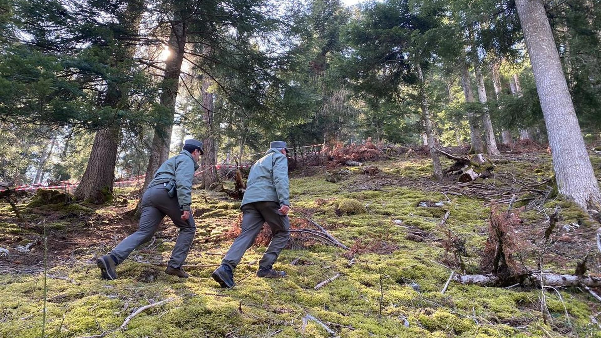 Polizisten durchkämmen den Wald, in dem ein Jogger von einem Bären getötet worden ist.