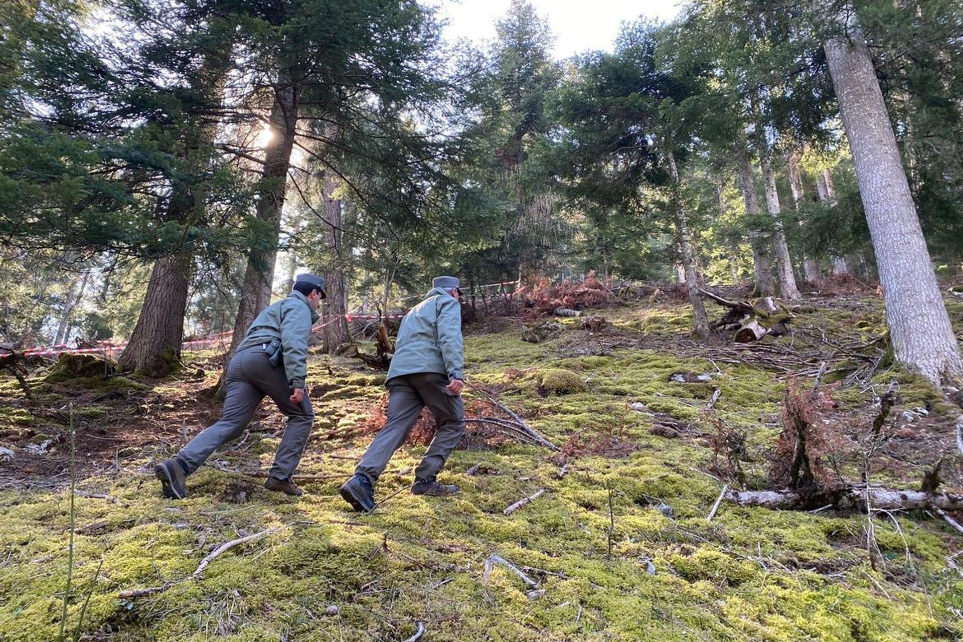 Polizisten durchkämmen den Wald, in dem ein Jogger von einem Bären getötet worden ist.