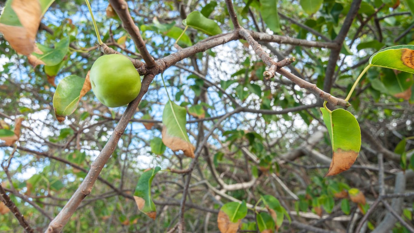 Giftiger Paradiesapfel: Schon kleine Berührungen mit den Toxinen des Baumes lösen Hauterkrankungen aus.