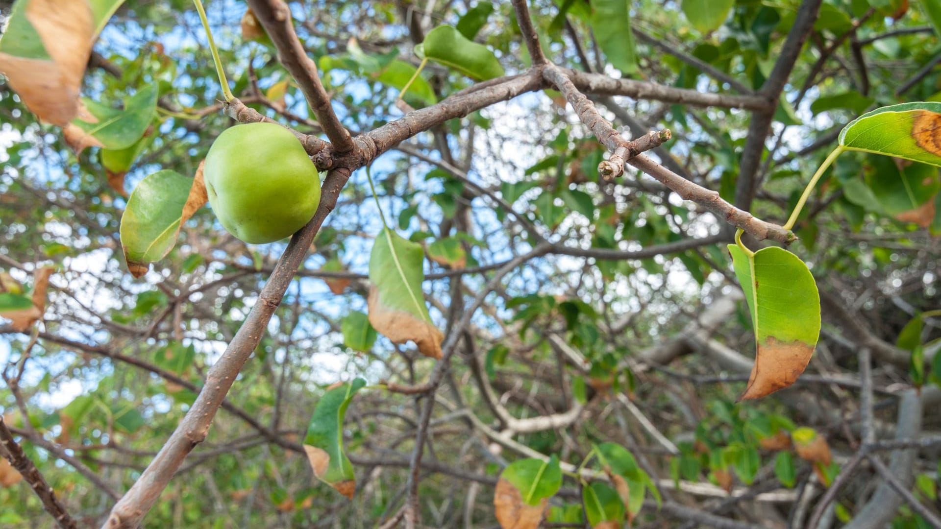 Giftiger Paradiesapfel: Schon kleine Berührungen mit den Toxinen des Baumes lösen Hauterkrankungen aus.