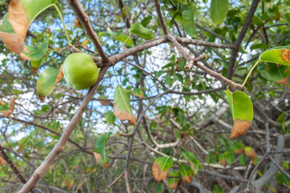 Giftiger Paradiesapfel: Schon kleine Berührungen mit den Toxinen des Baumes lösen Hauterkrankungen aus.