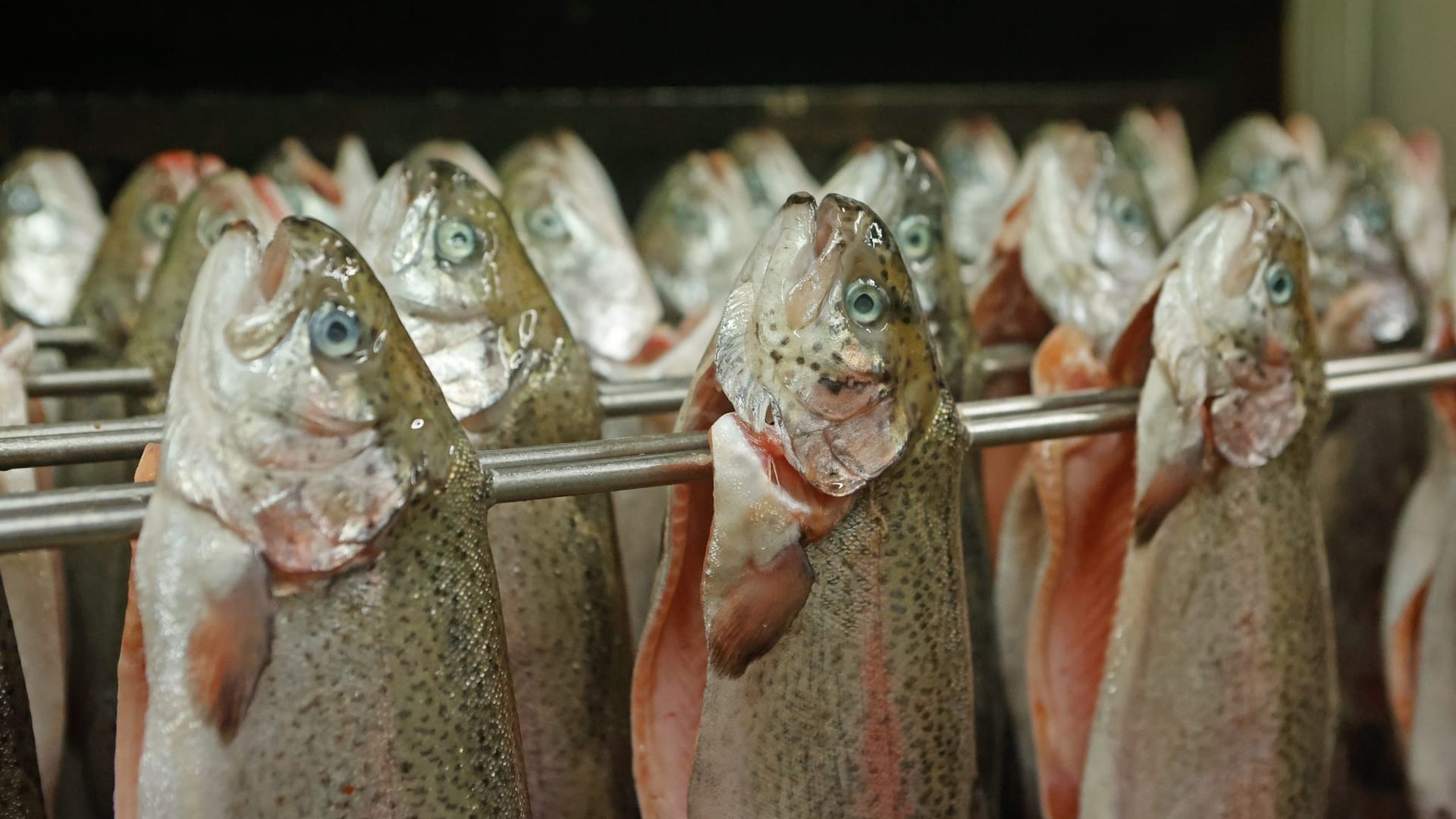 Frische Forellen hängen in einem Räucherofen (Symbolbild): Auch weil Otter und Komorane gerne Fische aus den Fischteichen fressen, ist das Angebot zur Zeit knapp.