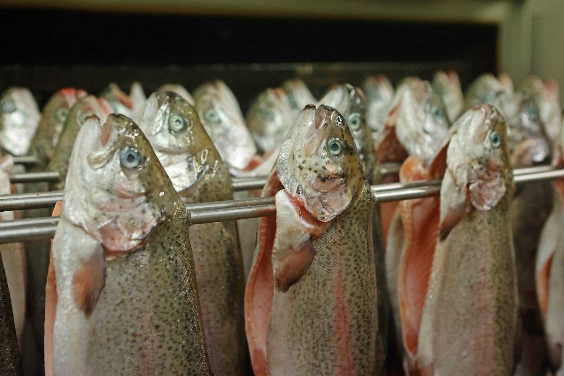 Frische Forellen hängen in einem Räucherofen (Symbolbild): Auch weil Otter und Komorane gerne Fische aus den Fischteichen fressen, ist das Angebot zur Zeit knapp.