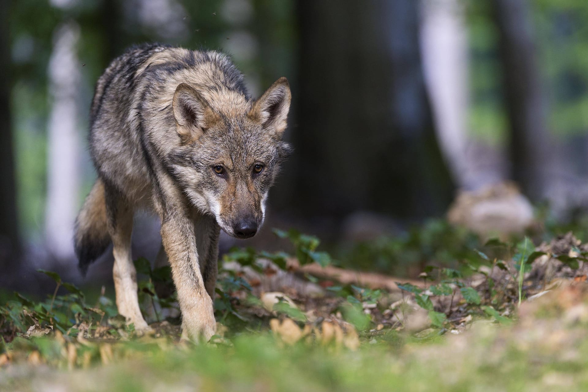 Ein Wolf (Archivbild): In Niedersachsen treibt scheinbar ein Wolfshasser sein Unwesen.