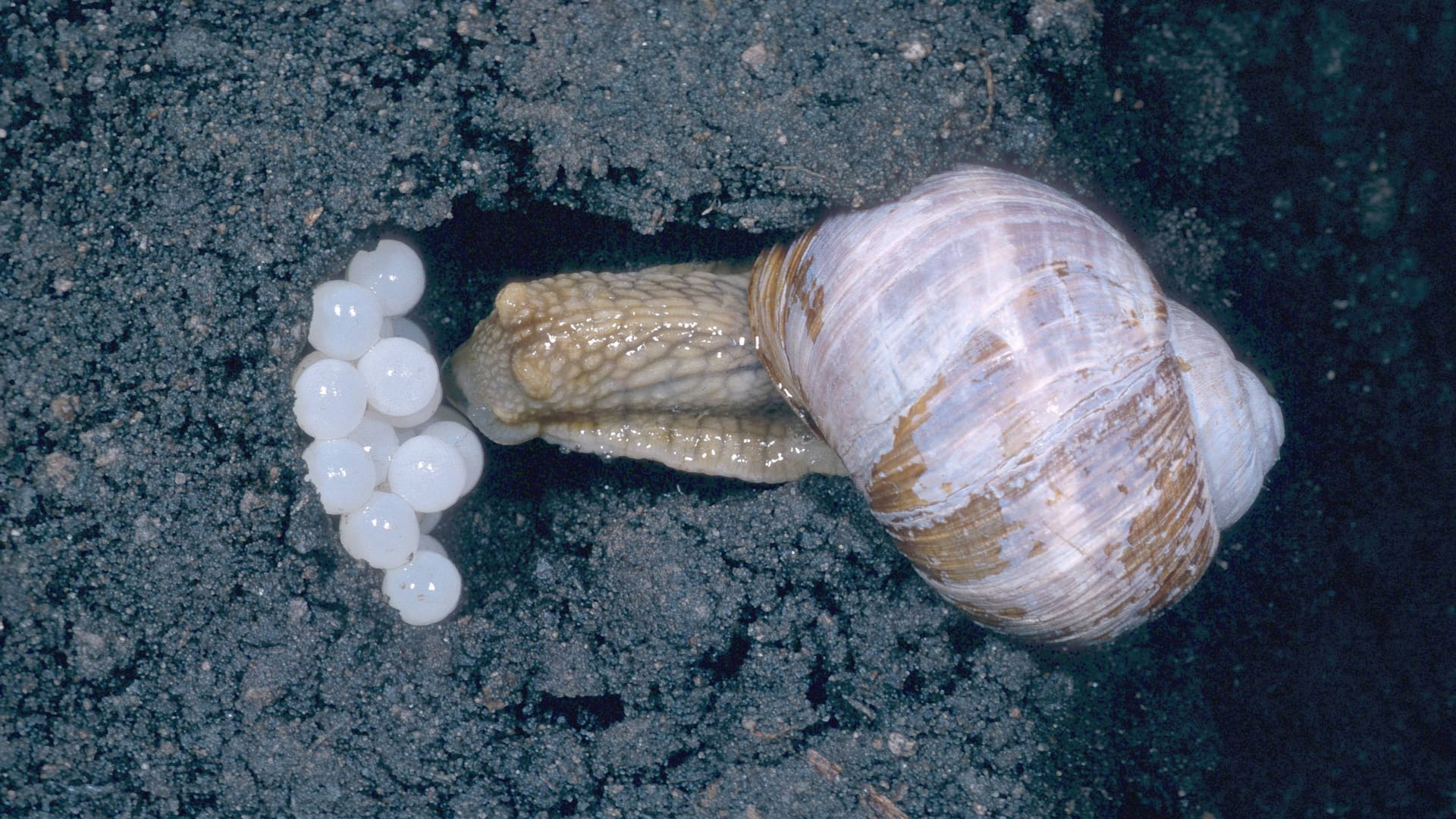 Eiablage einer Weinbergschnecke (Helix pomatia): Die Eier sind etwas transparenter als bei Wegschnecken.