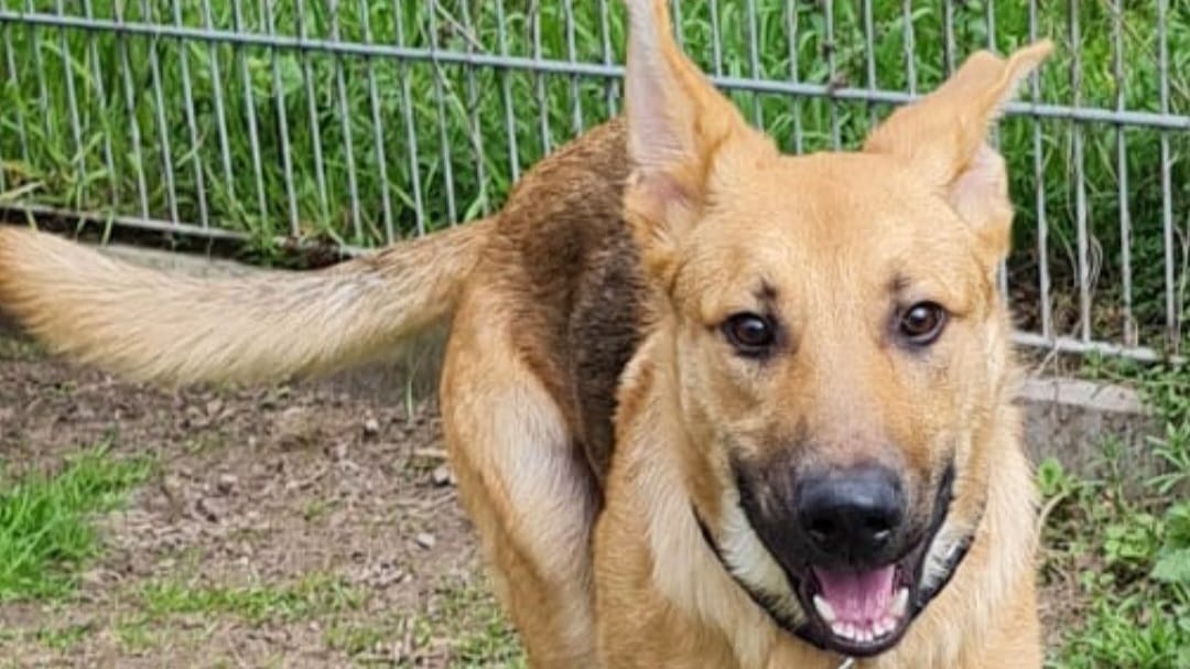 Wie der Hund in den Zug kam, ist unklar.