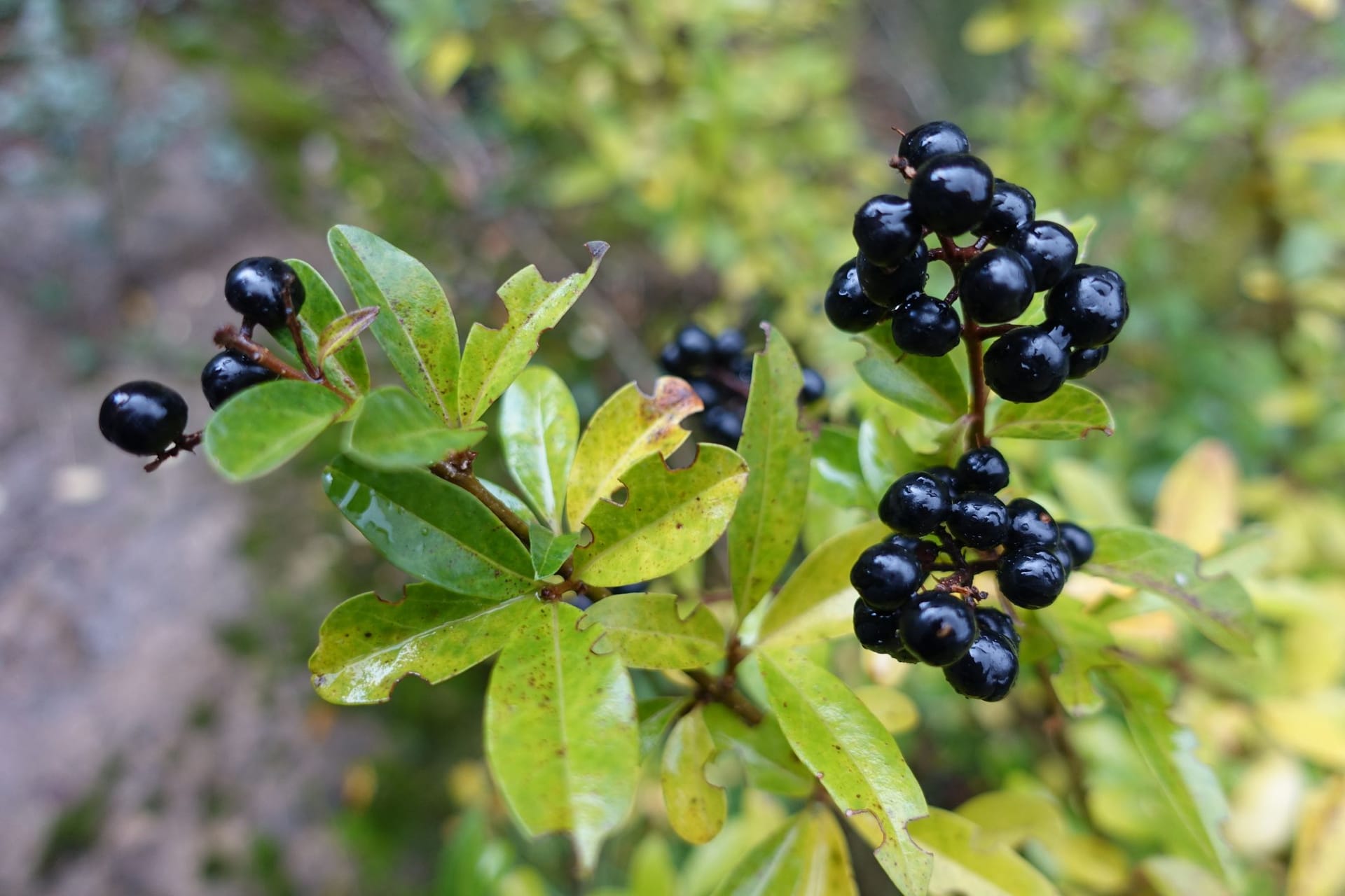 Verlockend, aber heimtückisch – in Ligusterbeeren stecken giftige Substanzen