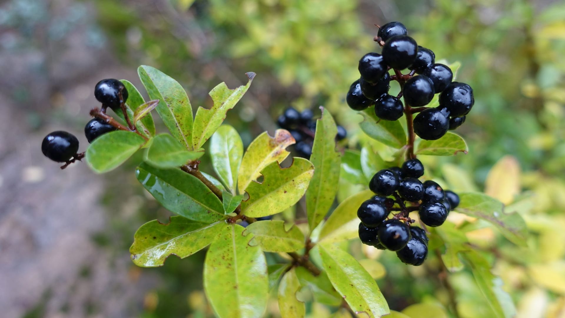 Verlockend, aber heimtückisch – in Ligusterbeeren stecken giftige Substanzen