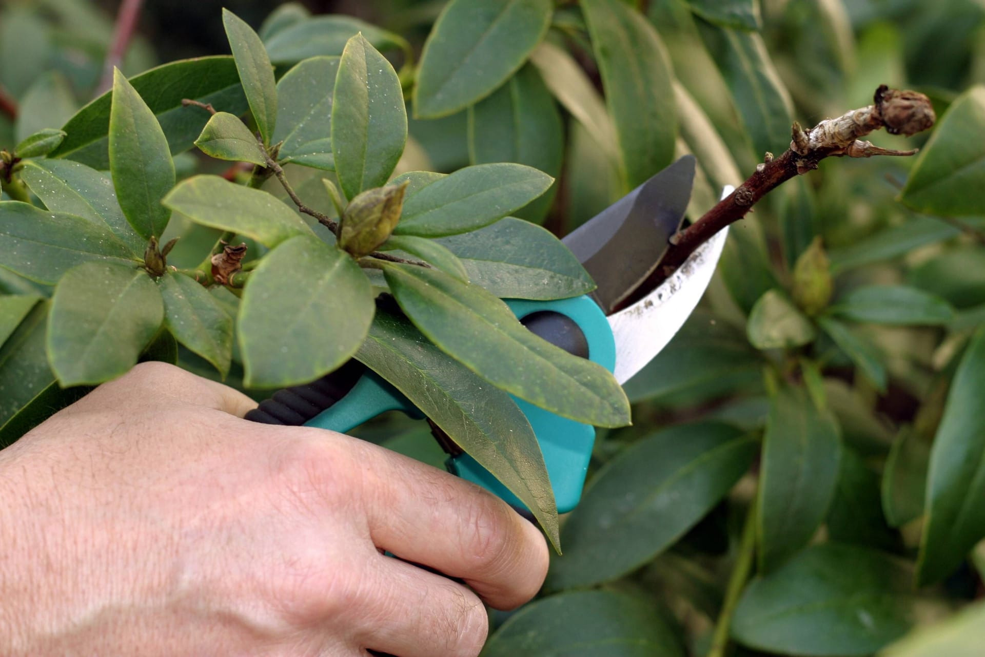 Rhododendron schneiden: Dabei werden Frostschäden am Rhododendron beseitigt.