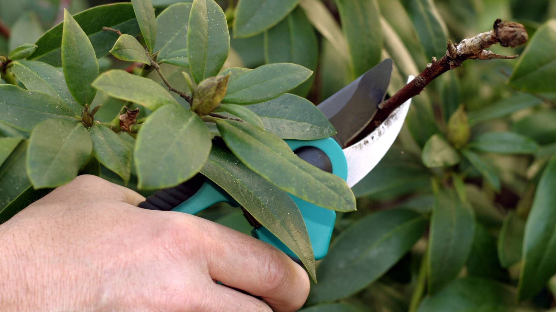 Rhododendron schneiden: Dabei werden Frostschäden am Rhododendron beseitigt.