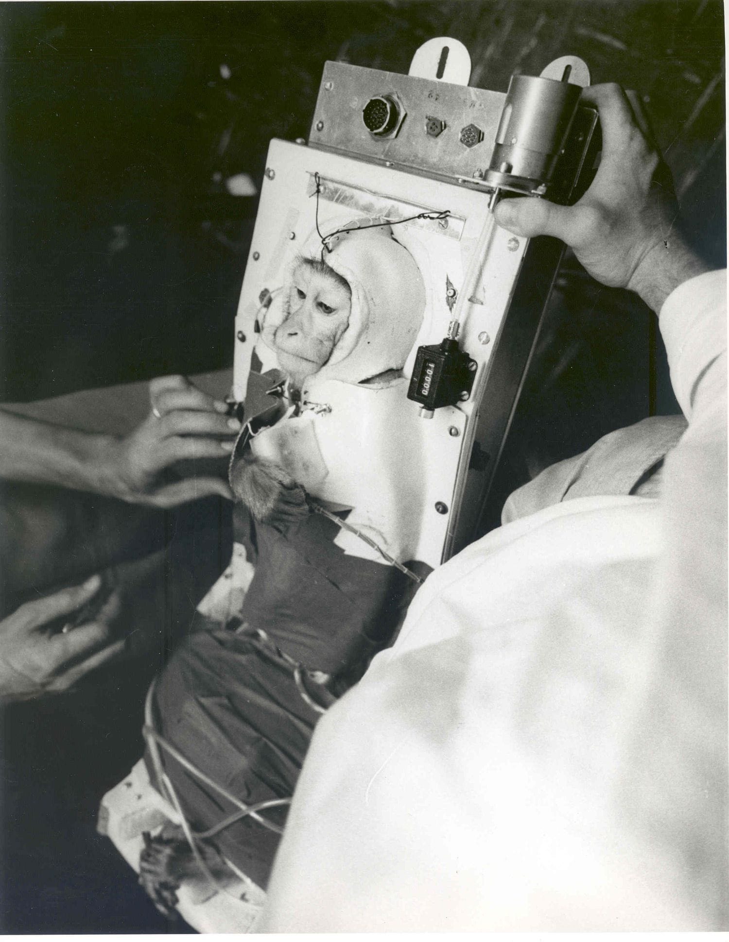 1959: Als die USA zwei Affen ins All schossen 1959: Als die USA zwei Affen ins All schossen