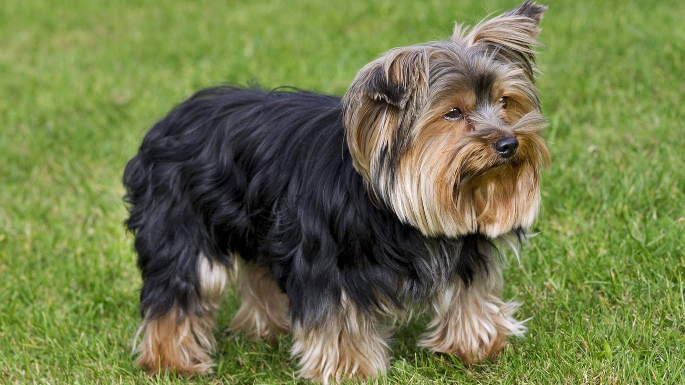 Yorkshire Terrier (Symbolbild): Eine Elfjährige hat den Familienhund verkauft.