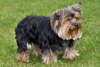 Yorkshire Terrier (Symbolbild): Eine Elfjährige hat den Familienhund verkauft.