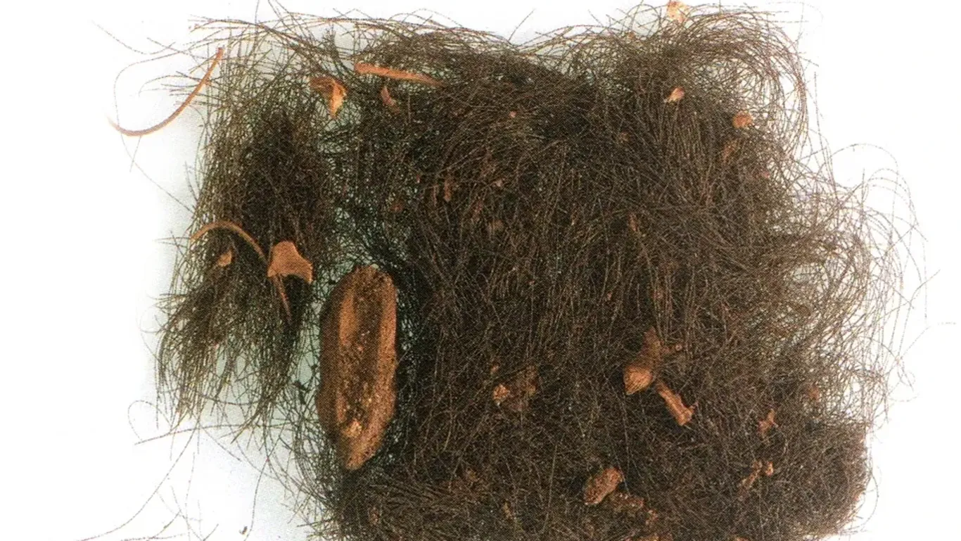 Menschliche Haarsträhnen und einige Mikrofaunalknochen, die an den Locken befestigt sind.