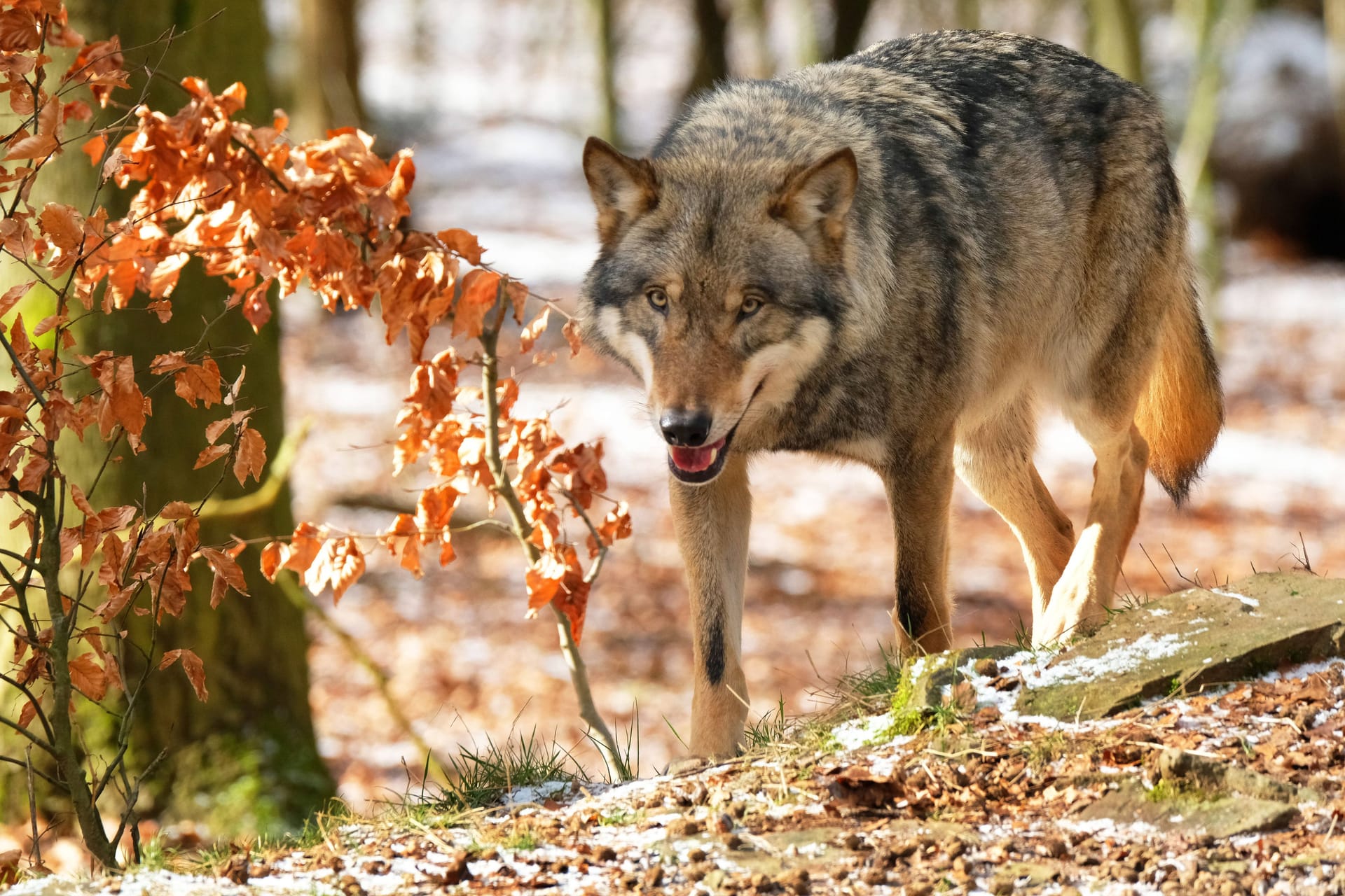 Ein Wolf in einem Wald (Symbolfoto): Immer wieder kursieren Videos von Wolfssichtungen im Internet.