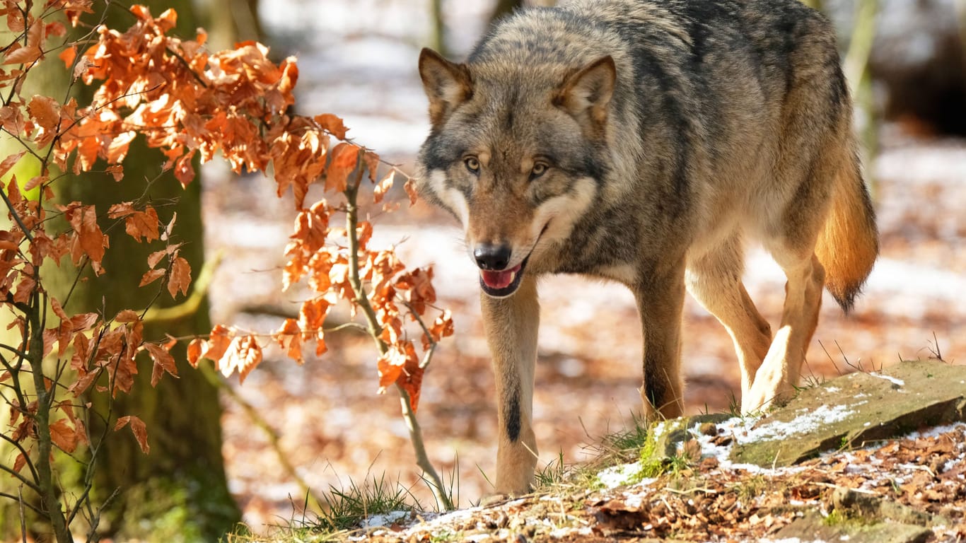 Ein Wolf in einem Wald (Symbolfoto): Immer wieder kursieren Videos von Wolfssichtungen im Internet.