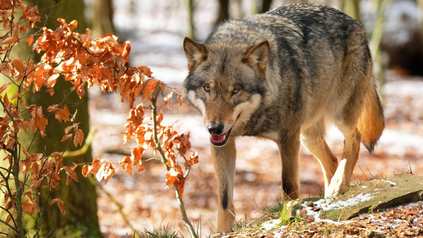 Ein Wolf in einem Wald (Symbolfoto): Immer wieder kursieren Videos von Wolfssichtungen im Internet.