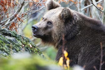 Ein Bär im Wald in Bayern (Symbolbild): Eines der Tiere hat nun zwei Schafe in der Wildnis getötet.