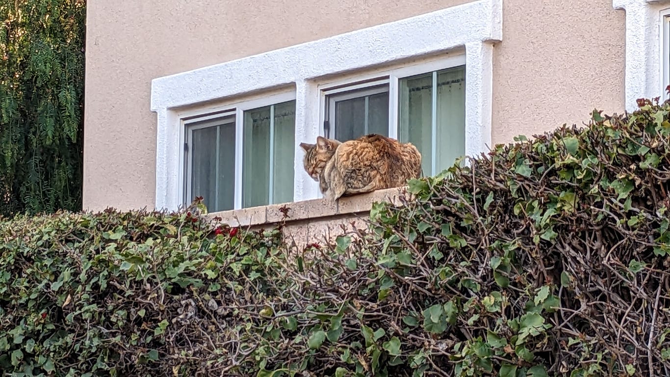 Ziersträucher halten durch ihre Stacheln Katzen von Gärten fern.