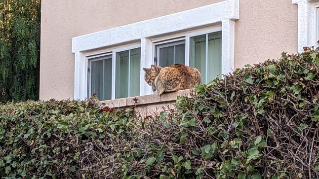 Pflanzen gegen Katzen So bleibt Ihr Garten "katzenfrei"