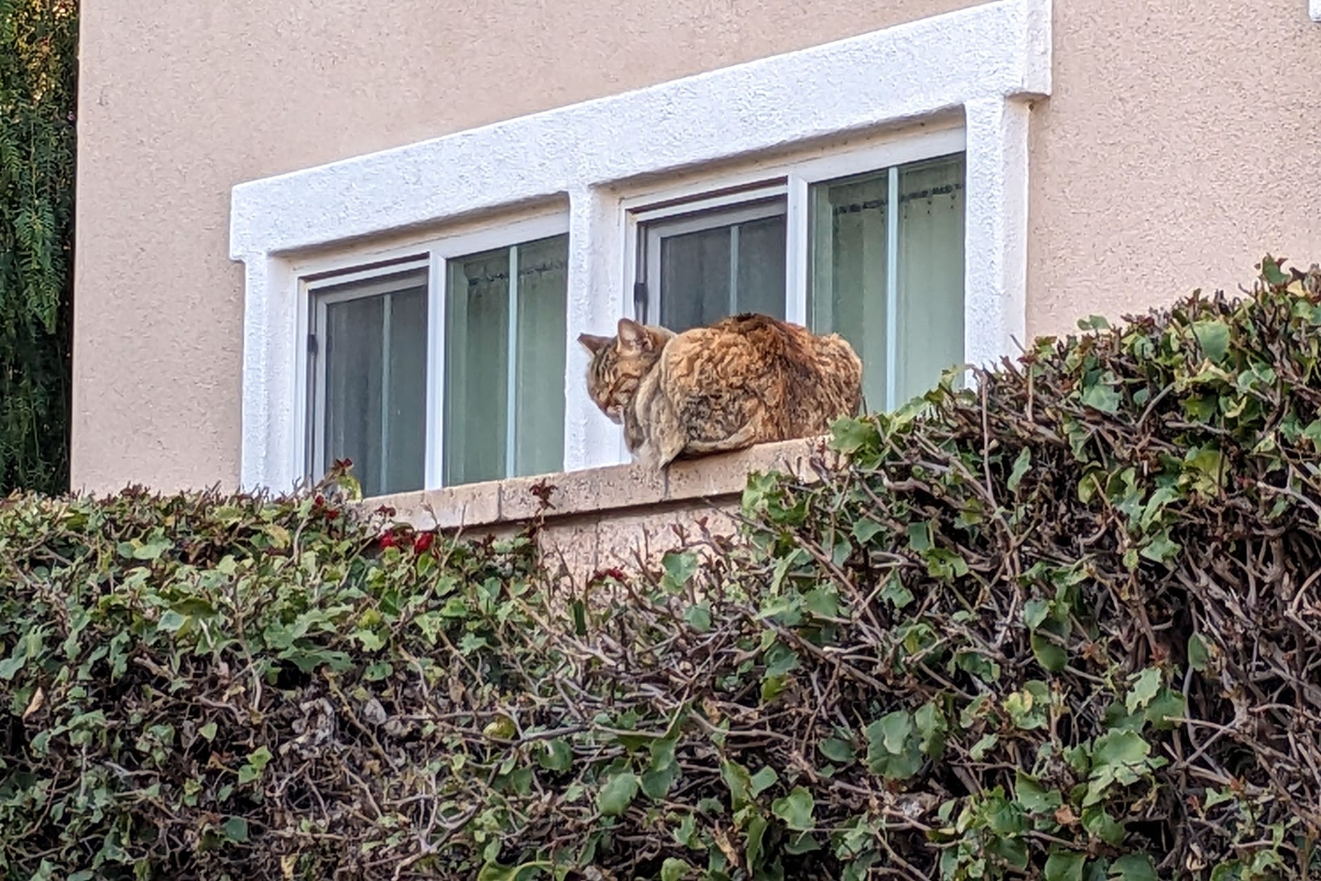 Ziersträucher halten durch ihre Stacheln Katzen von Gärten fern.