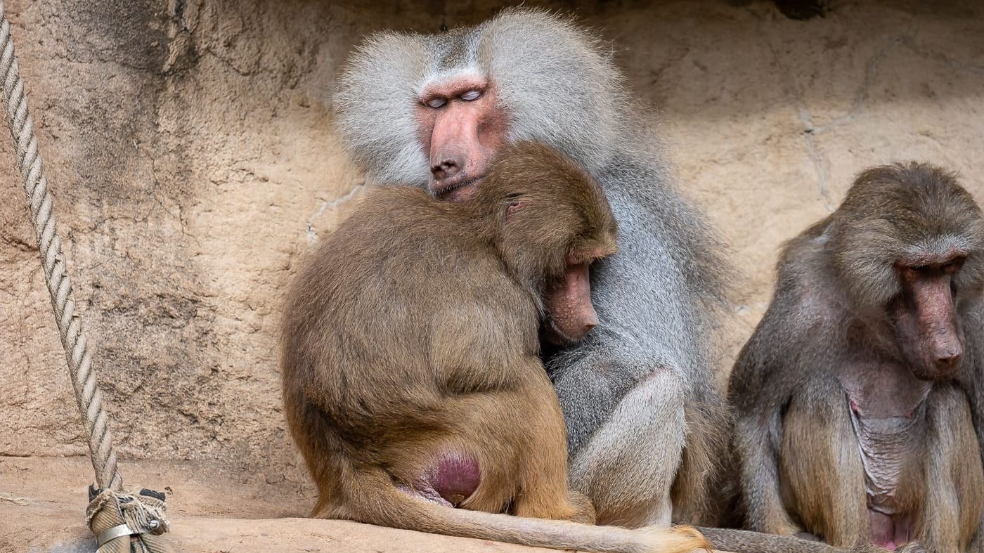Der Pavianfelsen im Kölner Zoo ist schon 100 Jahre alt.