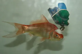 In einer komplizierten Prozedur haben Forscher einem Goldfisch Messgeräte in den Kopf implantiert. Aber warum?