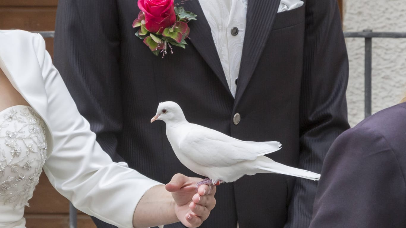 Eine weiße Taube sitzt auf der Hand einer Braut (Symbolbild): für viele Tiere bedeutet dies Stress pur.