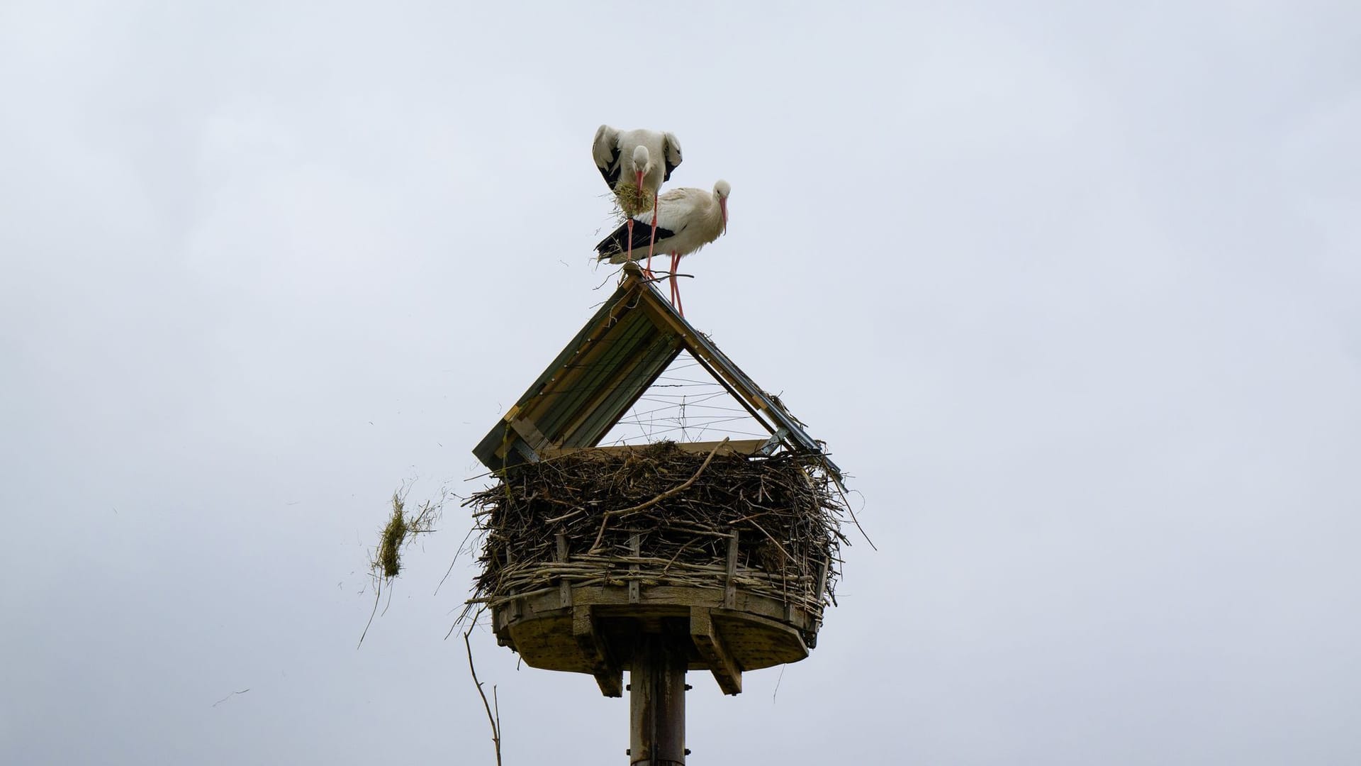 Storch beschädigt Autos - Betreuer blockiert Nest Storch beschädigt Autos - Betreuer blockiert Nest