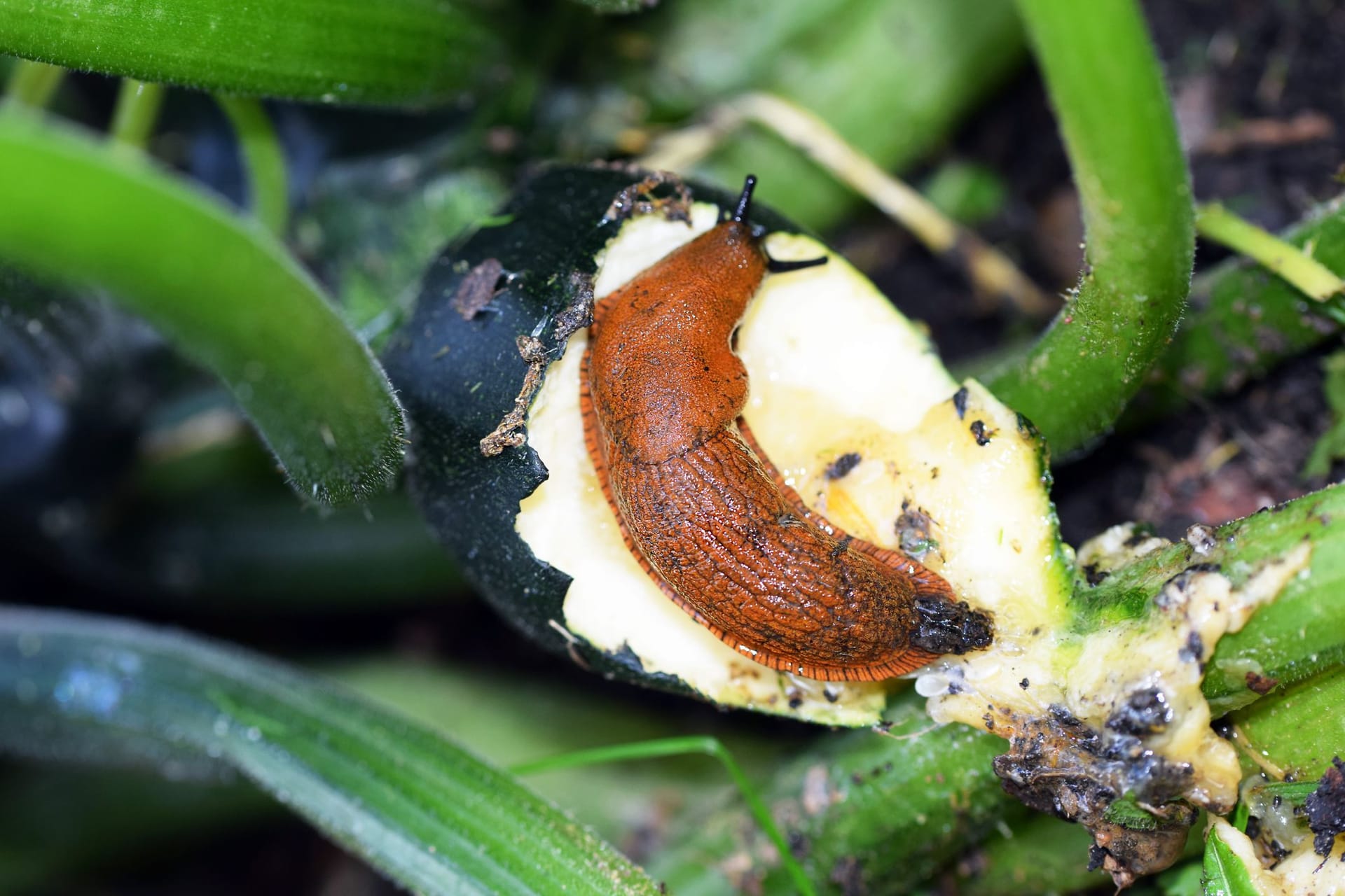 Scharfe Gewürze, wie Zimt oder Pfeffer sind eine tierfreundliche Alternative, um Schnecken fernzuhalten.