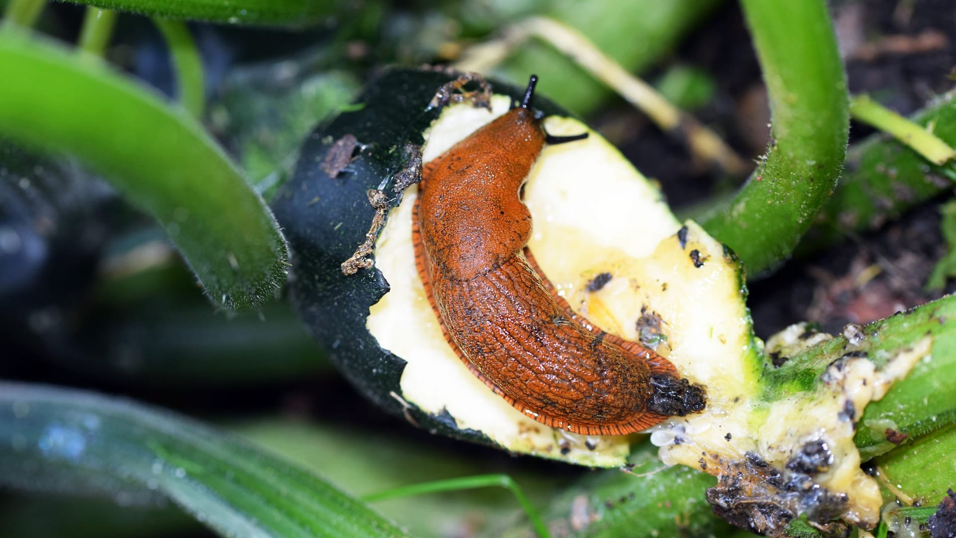 Scharfe Gewürze, wie Zimt oder Pfeffer sind eine tierfreundliche Alternative, um Schnecken fernzuhalten.