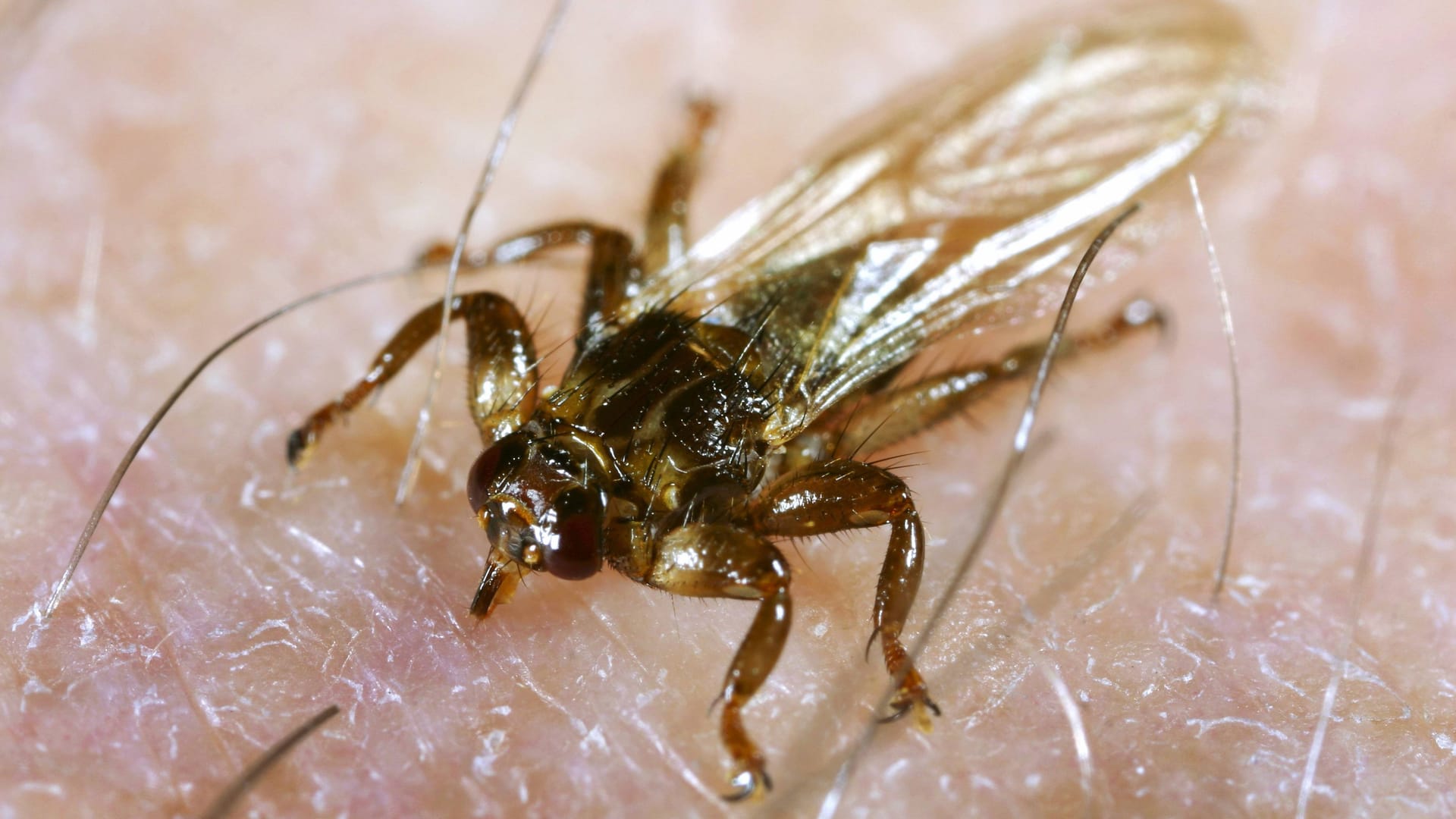 Hirschlausfliege beim Stechen: Die kleinen Blutsauger befallen in erster Linie Säugetiere des Waldes. Aber auch Pferde, Hunde oder Menschen können gebissen werden.