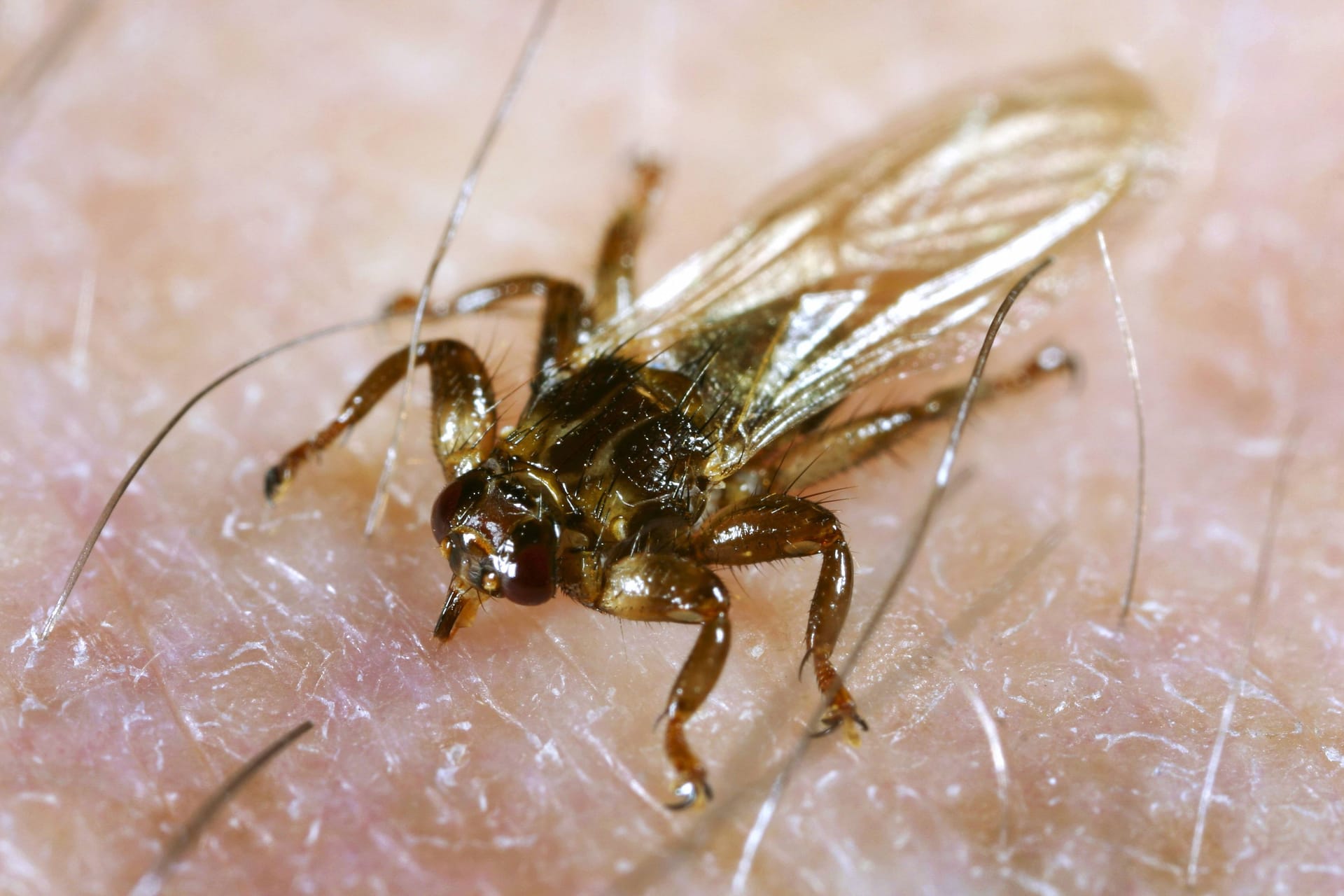 Hirschlausfliege beim Stechen: Die kleinen Blutsauger befallen in erster Linie Säugetiere des Waldes. Aber auch Pferde, Hunde oder Menschen können gebissen werden.