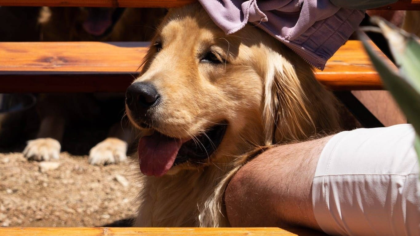 Golden Retriever (Symbolbild): Ein Hund lief jetzt 40 Kilometer zu seinem Zuhause.