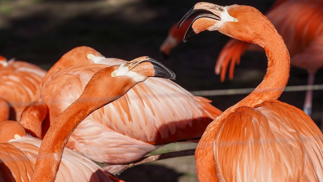 Flamingos beim Balztanz.