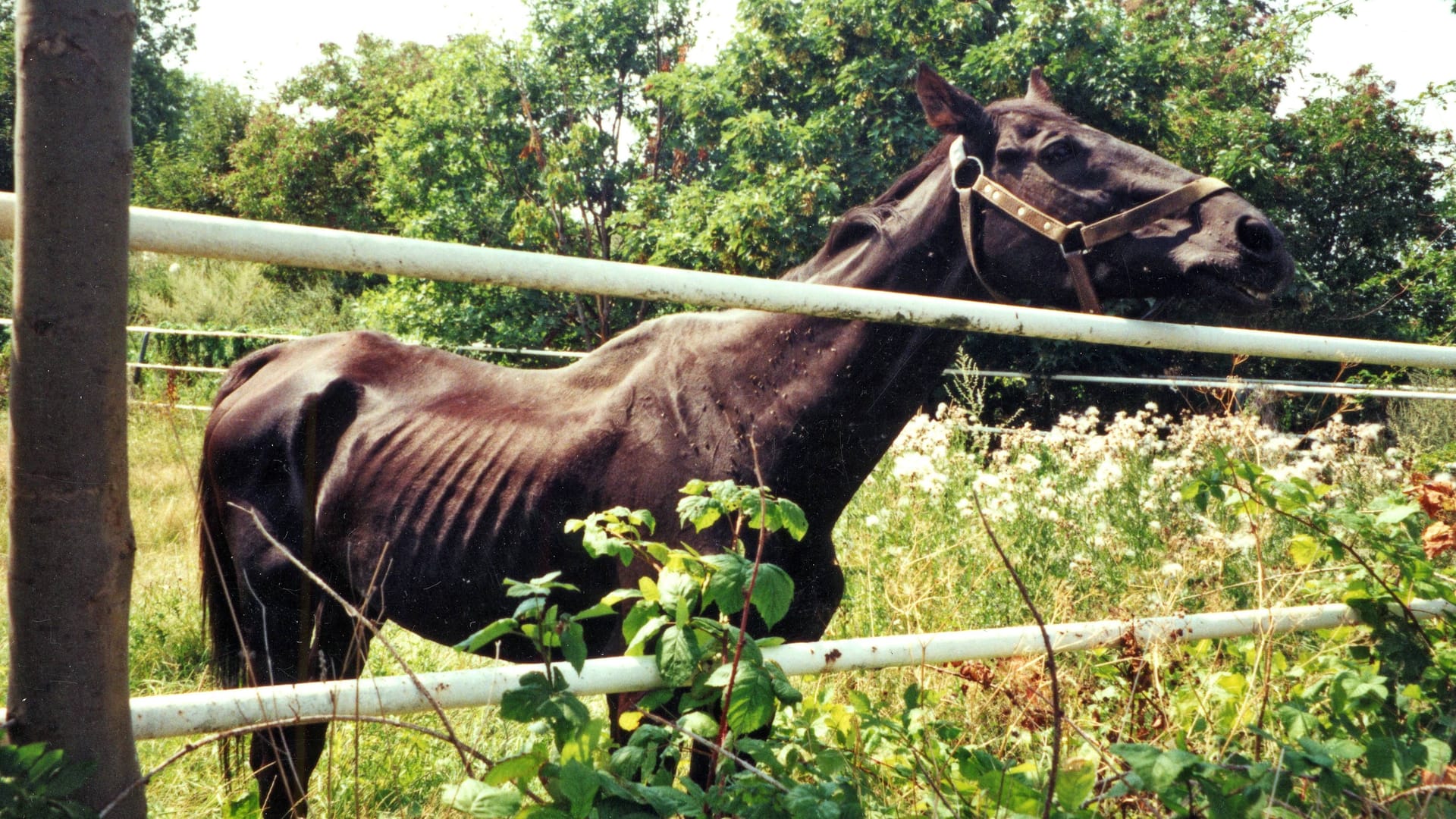 Ein abgemagertes Pferd aus Brandenburg (Symbolfoto): Die Tierärzte des Landkreises hätten die Tiere mit Spezialfutter aufpäppeln und medizinisch grundversorgen müssen.