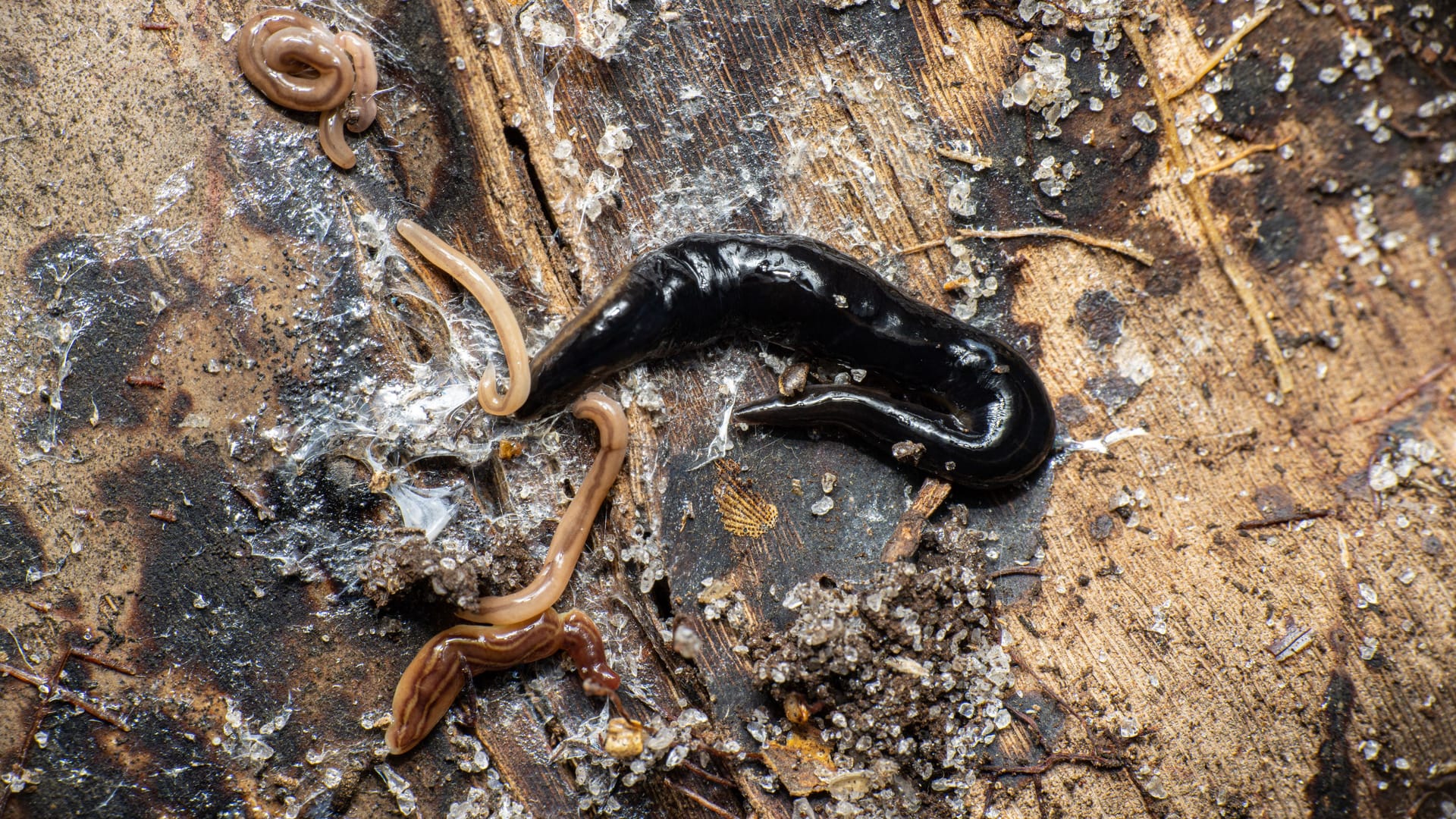 Plattwurm aus Neu Guinea: Die invasive Art ist gefährlich.