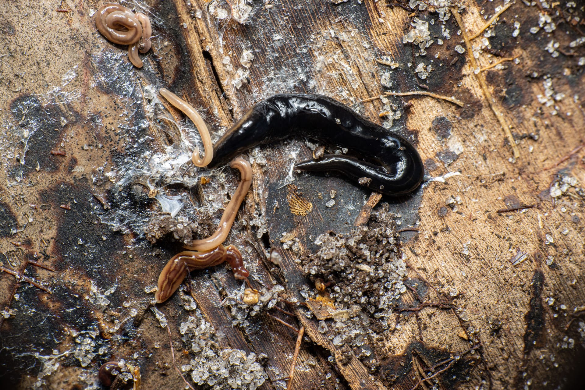 Plattwurm aus Neu Guinea: Die invasive Art ist gefährlich.