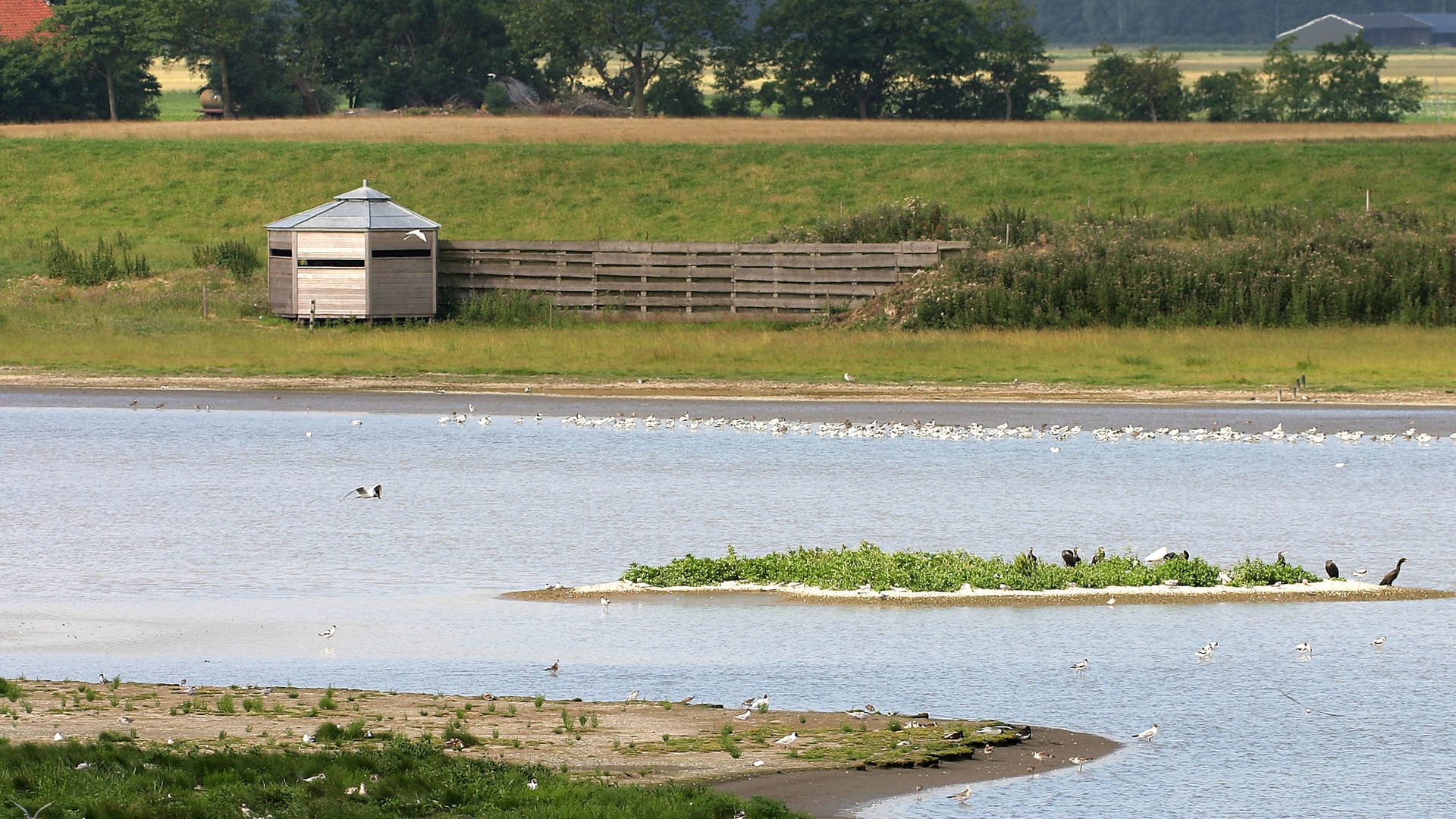 Breebaartpolder in den Niederlanden: Dank kontrollierter Flutung ist hier ein Paradies für Vögel entstanden.