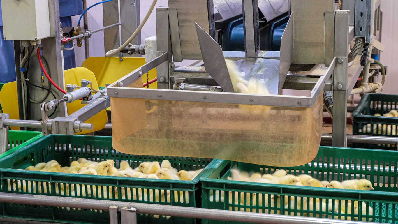 Küken auf dem Fließband (Symbolbild): Mit Bauernhof-Idylle hat die Eier-Industrie in den meisten Fällen nur wenig zu tun.