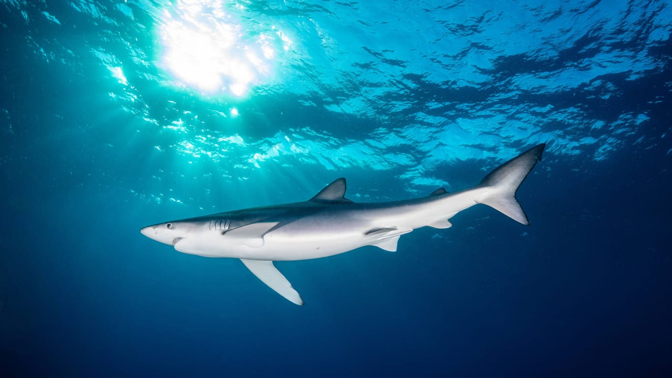 Ein Blauhai im Meer: Im April strandete ein Tier kurzzeitig an der Küste Mallorcas.