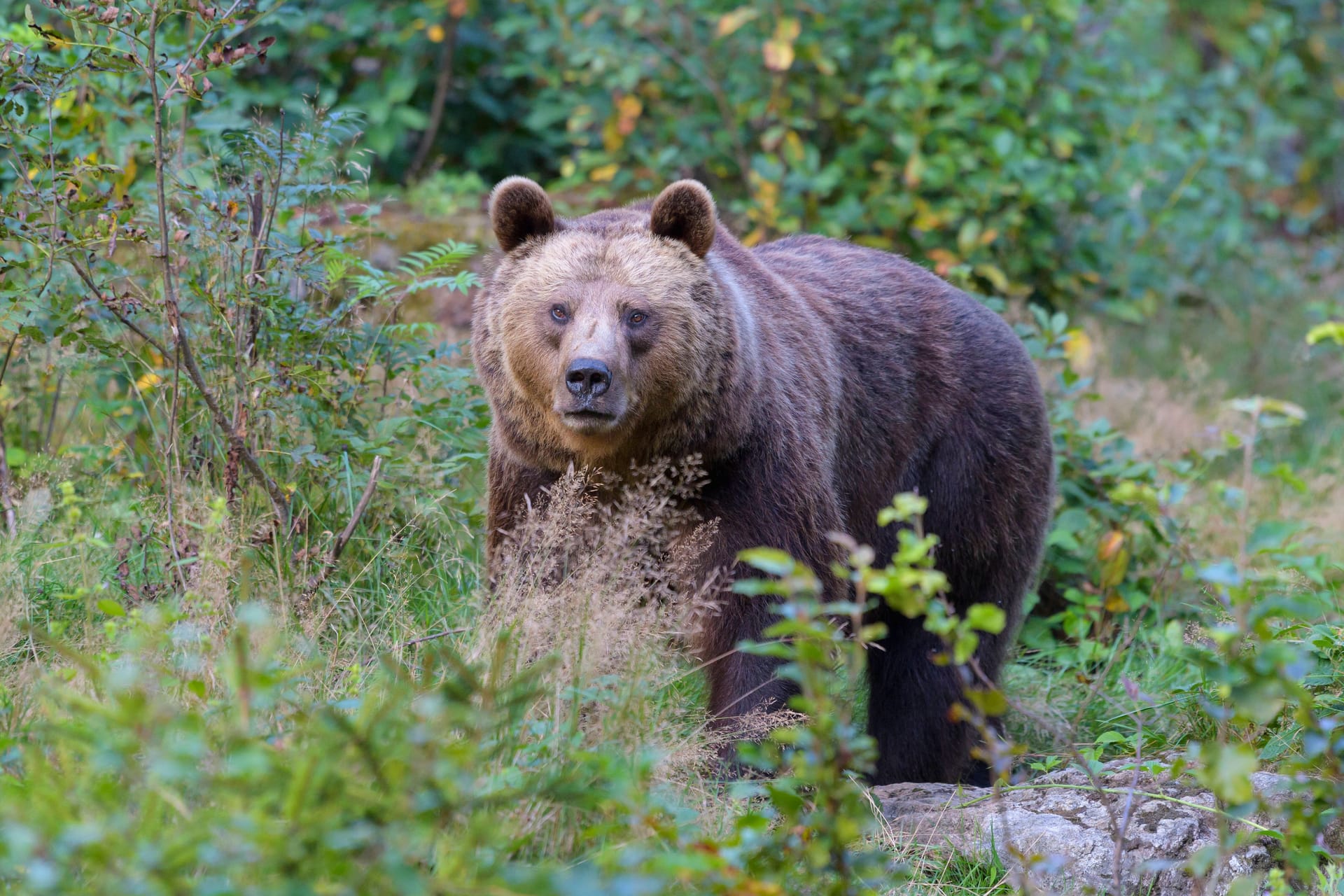 Braunbärin, Gaia, Trentino, Gnadenhof