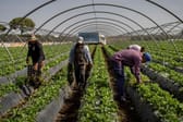 Erdbeeranbau in Spanien löst heftigen Streit aus