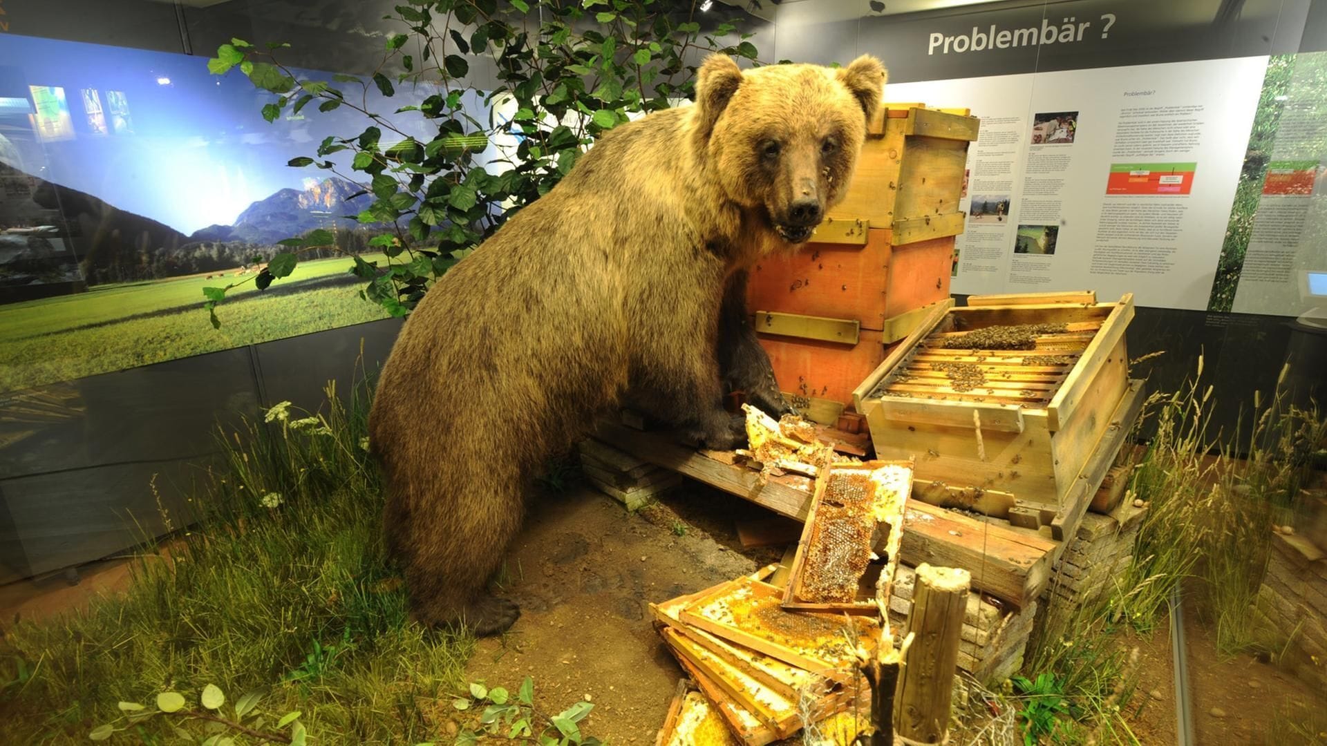 Der ausgestopfte Bruno in einem Museum in München.