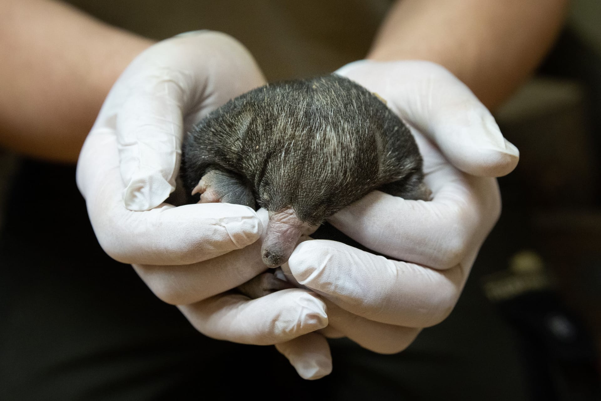 Der geschlüpfte Kurzschnabeligel: Es ist der erste Nachwuchs im Berliner Zoo seit 115 Jahren.