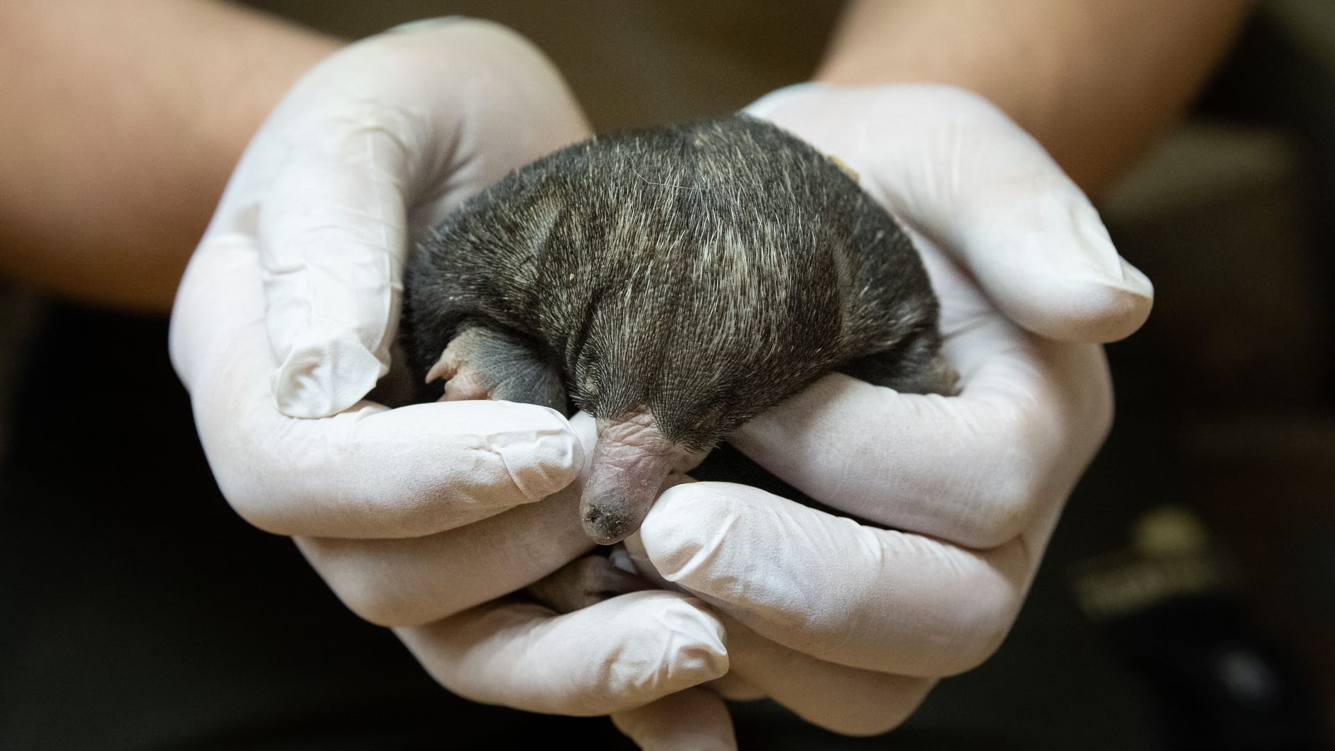 Der geschlüpfte Kurzschnabeligel: Es ist der erste Nachwuchs im Berliner Zoo seit 115 Jahren.